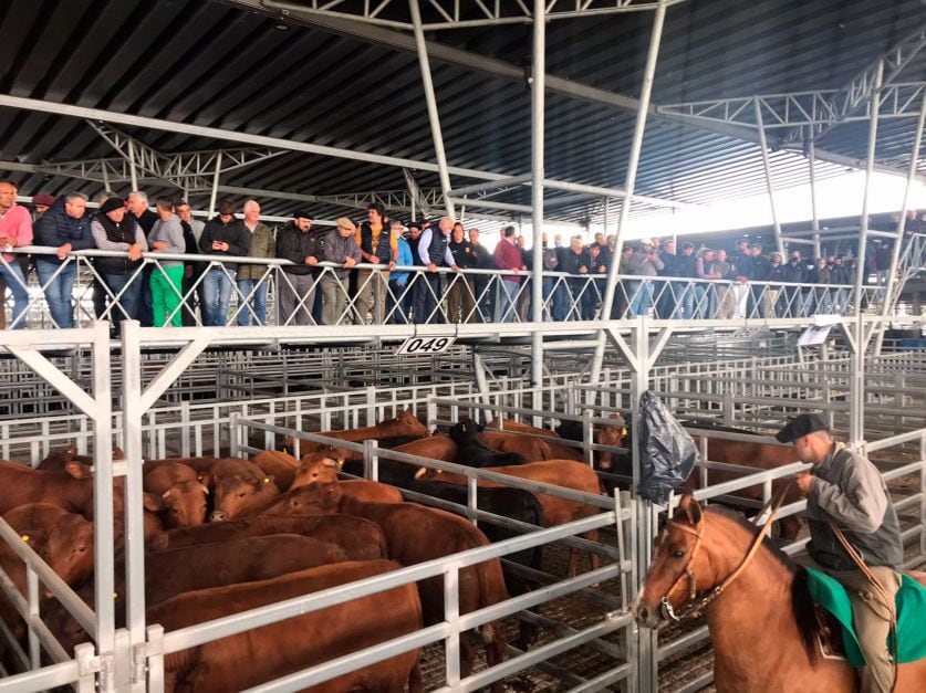 El relevamiento realizado por CICCRA indica que en agosto de 2026, el valor de la hacienda en pie en Cañuelas promedió $3.833,7 por kilo vivo, un 46% más que un año atrás (Revista Chacra)