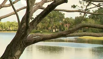 Un gran árbol en primer plano con sus ramas desnudas, frente a un lago tranquilo. Al otro lado del lago, palmeras y una casa elegante bajo un cielo claro
