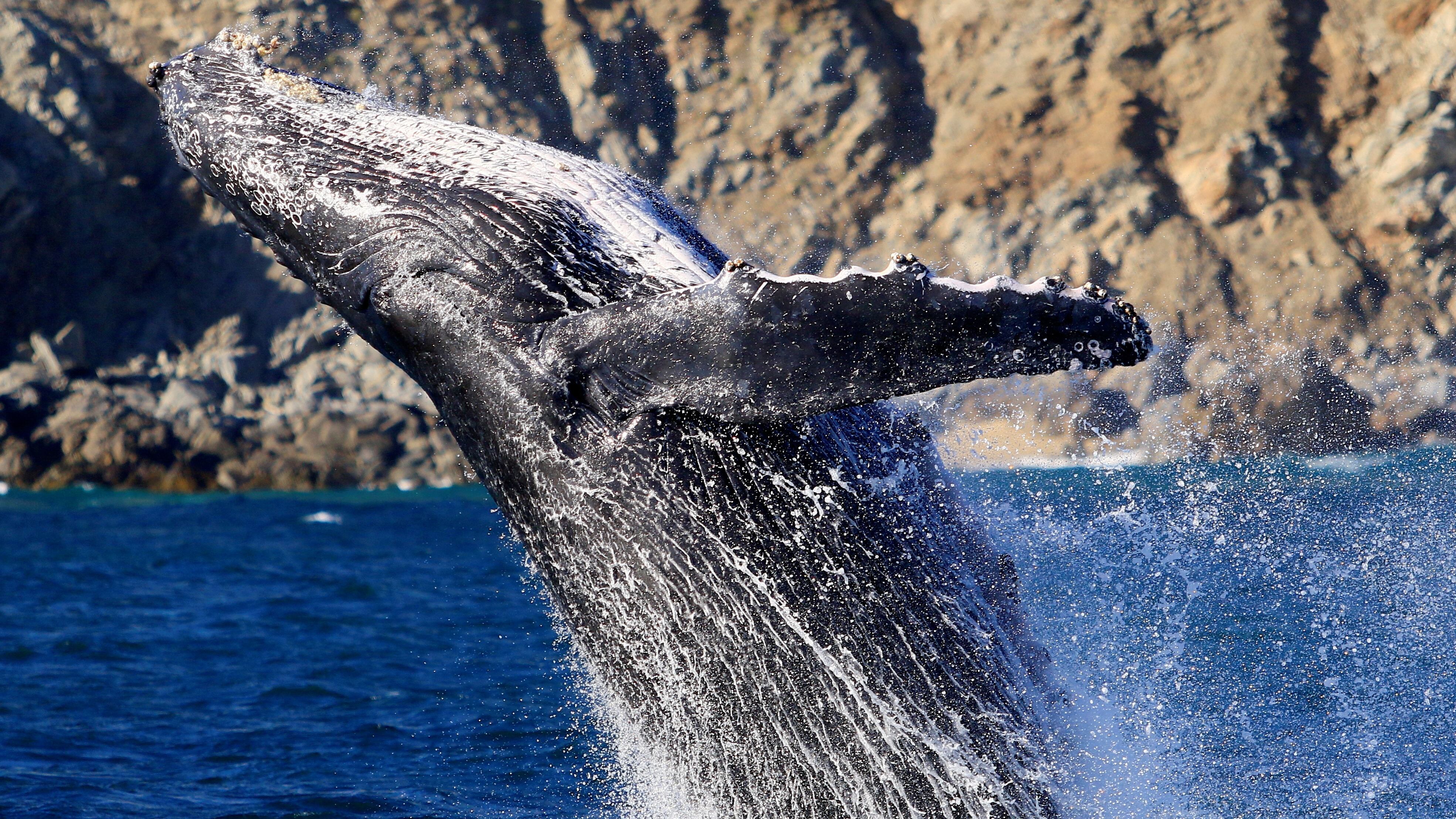 Ballenas jorobadas crean complejos anillos de burbujas al interactuar con humanos, revelando curiosidad e inteligencia (Reuters)