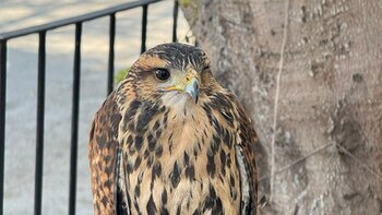 Gavilán rescatado en Chorrillos tras