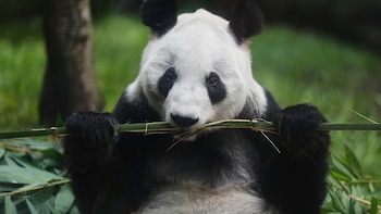 Chapultepec celebra los 36 años de Xin Xin