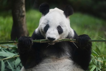 Xin Xin, la última panda gigante de América Latina celebrará su cumpleaños 36. (AP Foto/Eduardo Verdugo)