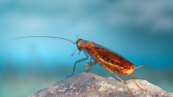 Tips para acabar con las