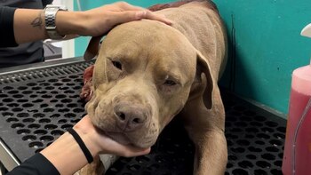 "Jefazo" fue herido con un