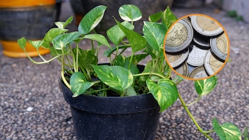 Planta del dinero. (Montaje Adobe