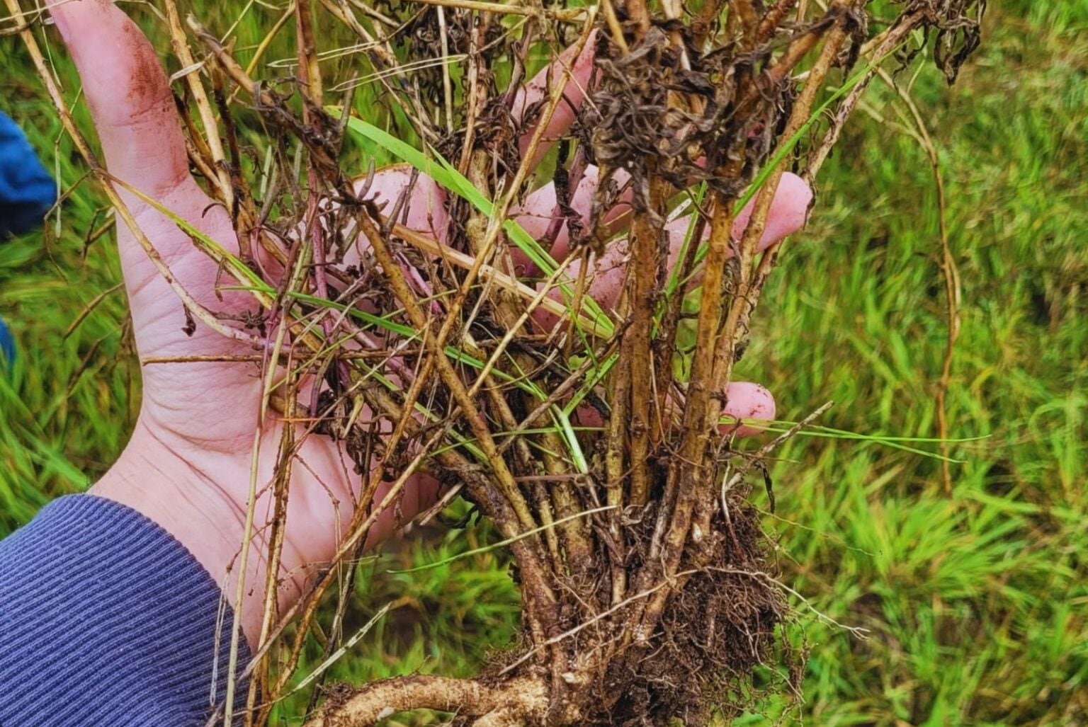 Especialistas del INTA y la Universidad Nacional de Río Negro destacaron el valor de sistemas de manejo, como la siembra directa, para mejorar la productividad y la resiliencia frente a la sequía (INTA)