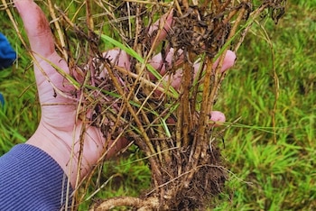 Raíces vegetales con actividad biológica en las manos de un agrónomo