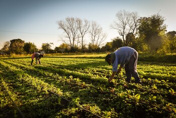 EL trabajo en el campo