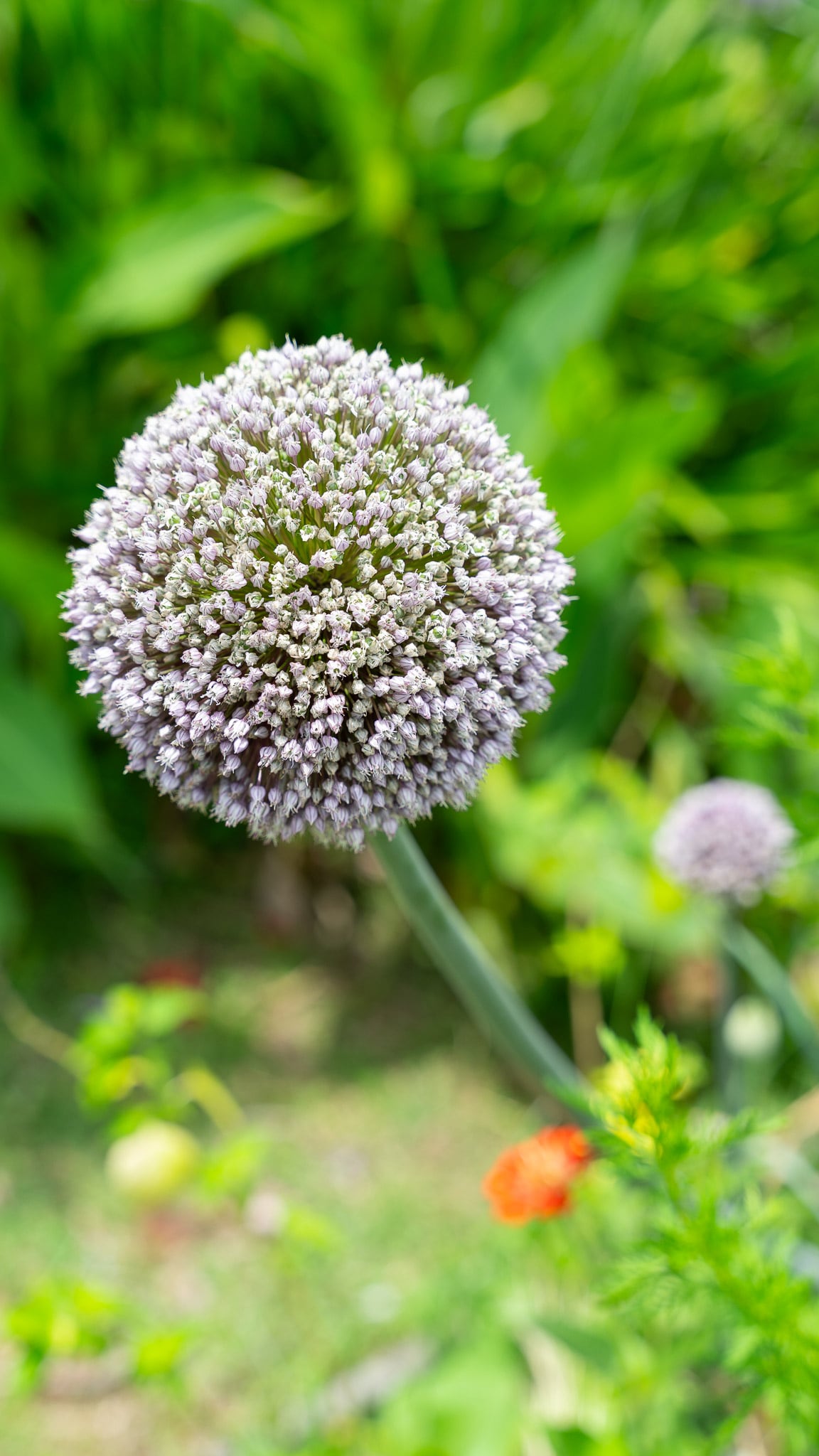 La flor del puerro añade valor ornamental a tu espacio verde
