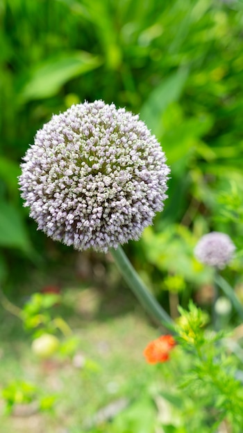 La flor del puerro añade