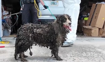 Perro de raza Border Collie con pelaje sucio y enmarañado es llevado con correa. Detrás, dos personas, un vehículo y cajas apiladas en un garaje