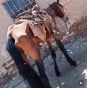 Linda, una yegua que sufrió maltrato severo y explotación a manos de un agresor con antecedentes de abuso hacia caballos, se encuentra actualmente bajo el cuidado temporal de un hombre llamado Alejandro, en Chihuahua