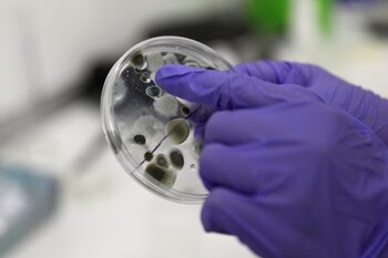 En medio de las prioridades