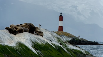 Un grupo de lobos marinos