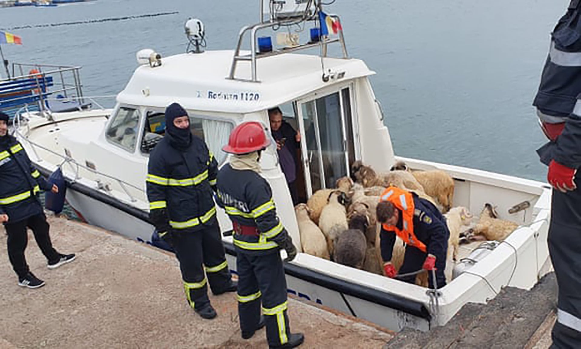 Organizaciones internacionales visibilizan el sufrimiento animal y promueven campañas por el fin del comercio de animales vivos