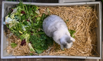 ARCHIVO - ¿El conejo se