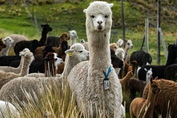 Una vagina artificial revoluciona la