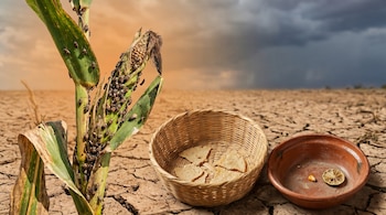 Primer plano de una planta de maíz infestada por plagas en un campo árido y agrietado, con un canasto de tortillas rotas y un cuenco vacío en el suelo.