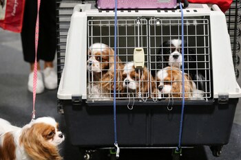 Unos perros de la raza