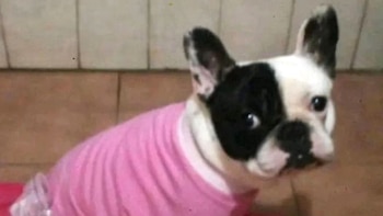 Llevó a su perra a la veterinaria para que la bañen y se la devolvieron muerta: la Justicia ordenó que le paguen $17 millones