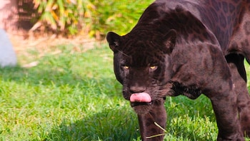 Un jaguar melánico de pelaje negro camina sobre pasto verde mientras saca la lengua hacia su hocico