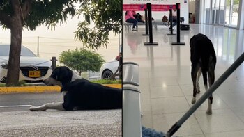 La triste historia de Rafael,