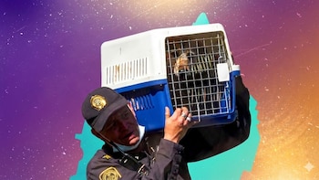 No más experimentación con animales en escuelas del Edomex: su venta, exhibición y espectáculos tendrán regulaciones