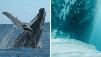 Avistamiento de ballenas en el