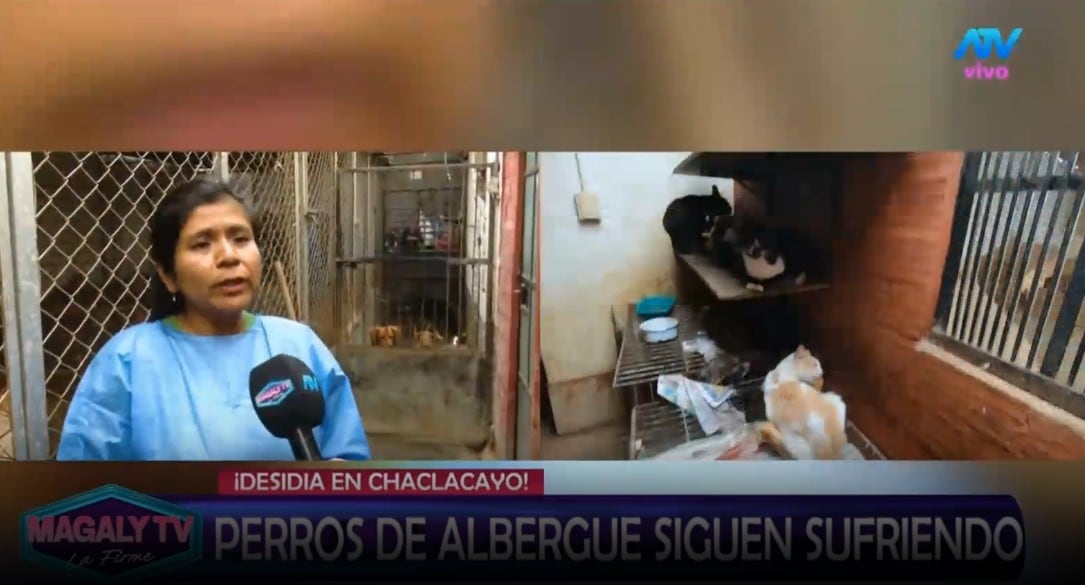 Animalistas esperaron al alcalde Sergio Baigorria desde temprano y personal de limpieza llegó casi al mediodía. ATV/ Magaly TV La Firme.