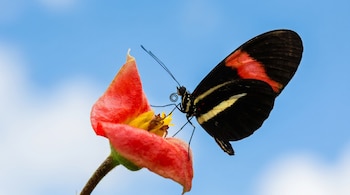 Mariposa con alas negras, rojas y una franja amarilla, posada sobre una flor de pétalos anaranjados y estambres amarillos, bajo un cielo azul con nubes.