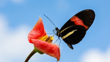 El misterio de las mariposas que casi viven un año: ¿cómo lo logran?