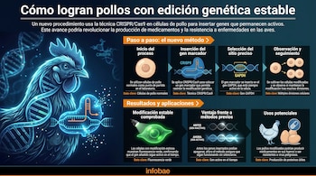 Infografía horizontal que muestra un pollo estilizado con cadenas de ADN, diagramas de células, genes y procesos moleculares, ilustrando la edición genética estable en aves.