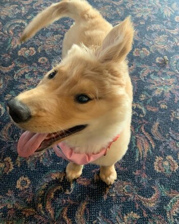 La golden retriever llegó con