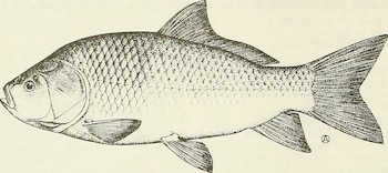 La población de búfalo de