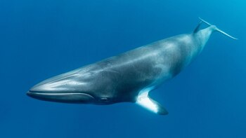 Los científicos estudian la posibilidad