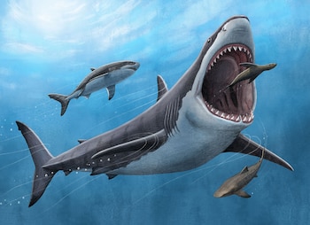 Ilustración de un tiburón de gran tamaño con boca abierta y dientes visibles. Un animal alargado entra en su boca. Otros dos tiburones más pequeños nadan cerca. Agua azul