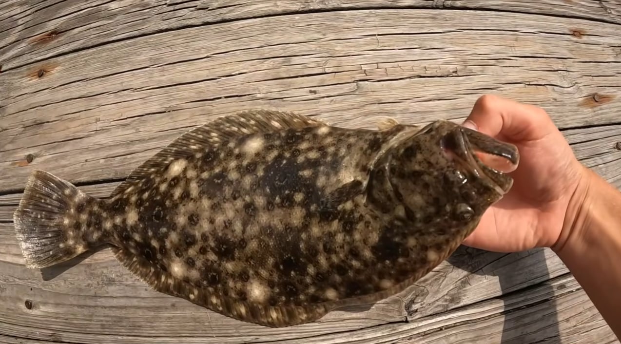 El lenguado es una de las especies tradicionales del estuario cuya población enfrenta presión creciente por la competencia con depredadores no nativos (@HuntingJiggingLifestyle)