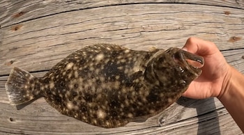 Una mano sostiene a un pez plano con manchas oscuras y claras que reposa sobre una superficie de tablas de madera desgastadas