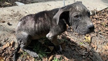 Dave fue rescatado por trabajadores