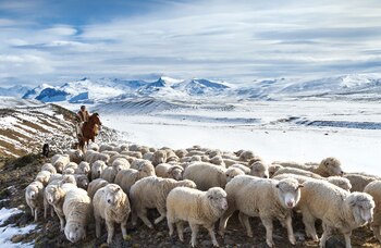 Arreo en Parque Nacional Perito
