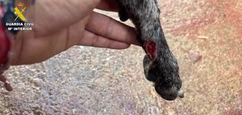 La pata mutilada de uno