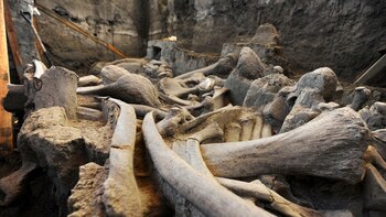 La incertidumbre de los mamuts