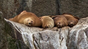 El momento en que leones