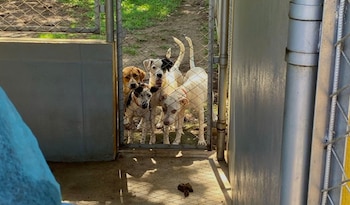 Los animales que permanecen en