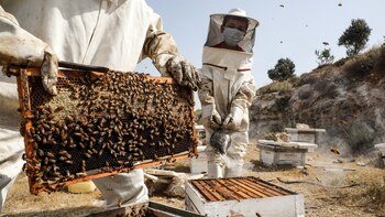 “Apuntamos a un proceso ecológicamente