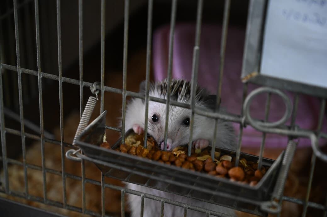 Los animales estaban en buenas condiciones de salud