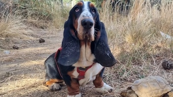 Humboldt, el perro que alerta sin ladrar y ayuda a los científicos a encontrar fauna silvestre: “Tiene un olfato impresionante”