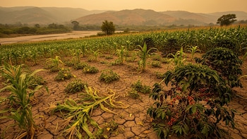 El gobierno de Guatemala elabora plan de contingencia ante amenazas climáticas para el corredor seco