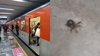 Mujer es picada por un