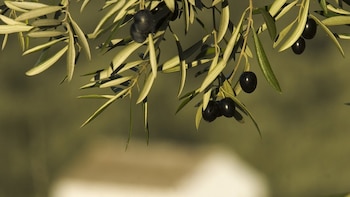 El sector de la aceituna